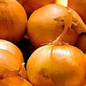 SEM. CEBOLLA TEXAS GRANO 502 (500-GR) 5CED284