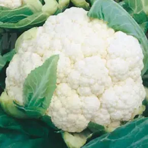 SEM. COLIFLOR STD BOLA DE NIEVE (FARMER´S) (100-GR)