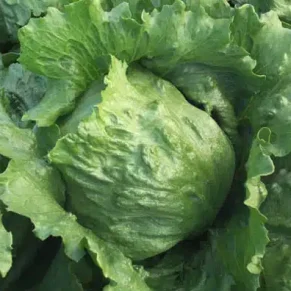 SEM. LECHUGA GALLEGA INVIERNO (500-GR) MUSIC