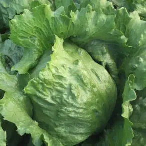 SEM. LECHUGA MILANESA PARKER (100-GR)   MUSIC