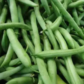 SEM. FREJOL APOLO INIA (KG) MUSIC