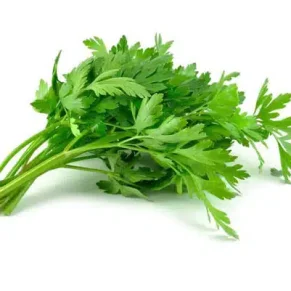 SEM. PEREJIL LISO DK (500-GR) 5PRA37 MUSIC