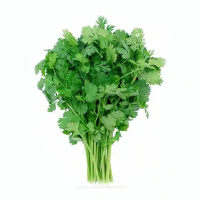 SEM. CILANTRO LONG STANDING USA (1KG)