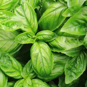 SEM. ALBAHACA GENOVESSE LARGE LEAF (500-GR) 10AM01